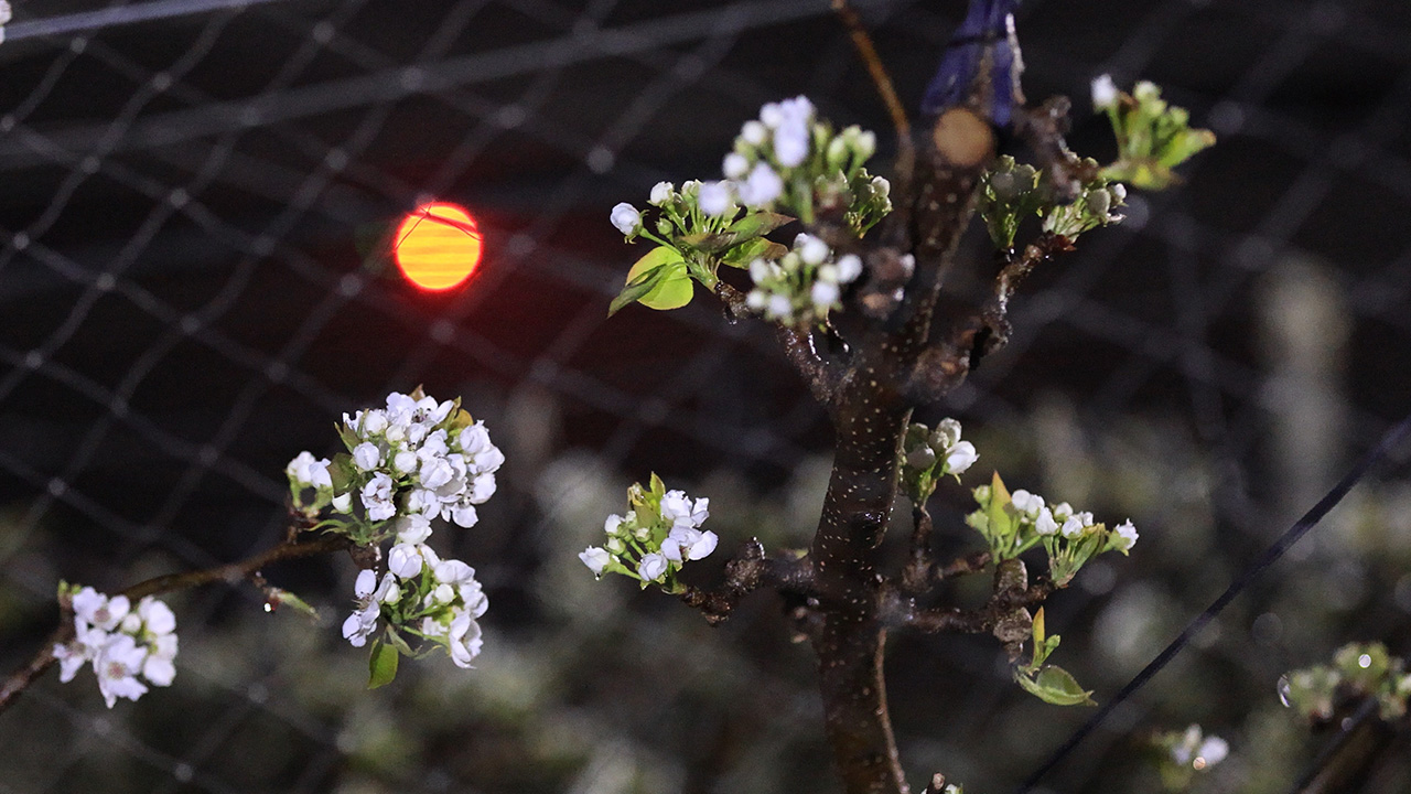Bonfire and Drone Frost Prevention
