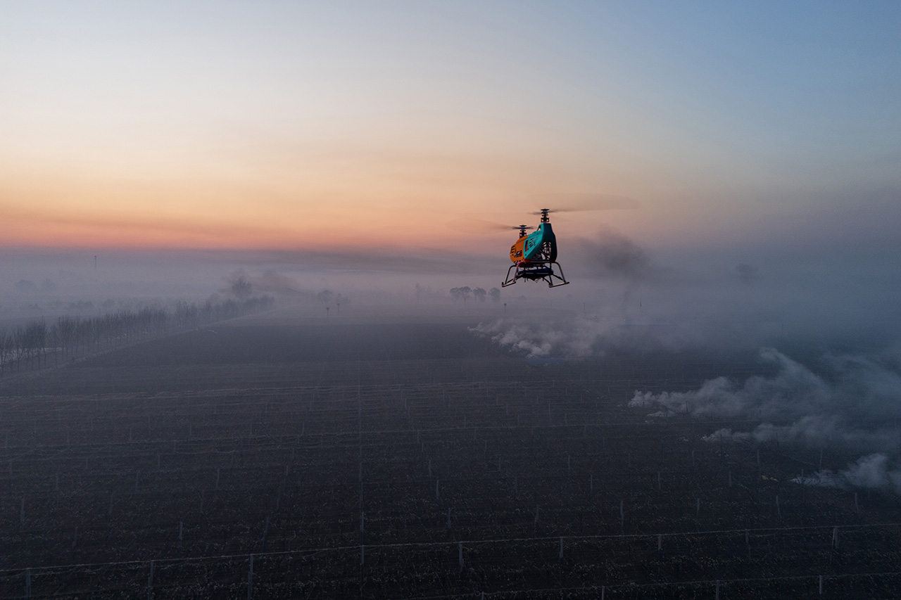 Laiyang Pear Orchard at Dawn